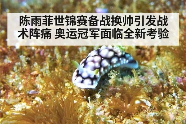陈雨菲世锦赛备战换帅引发战术阵痛 奥运冠军面临全新考验